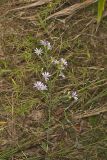 Wavyleaf Aster, Symphyotrichum undulatum