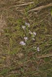 Wavyleaf Aster, Symphyotrichum undulatum