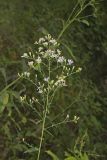 Wavyleaf Aster, Symphyotrichum undulatum