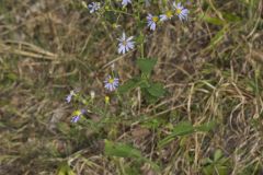 Wavyleaf Aster, Symphyotrichum undulatum