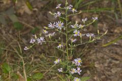 Wavyleaf Aster, Symphyotrichum undulatum