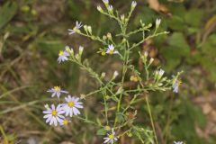 Wavyleaf Aster, Symphyotrichum undulatum Wavyleaf Aster, Symphyotrichum undulatum