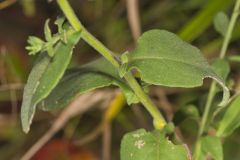 Wavyleaf Aster, Symphyotrichum undulatum