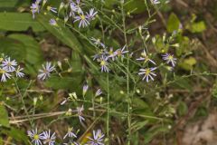 Wavyleaf Aster, Symphyotrichum undulatum