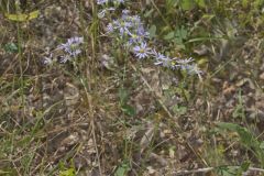 Wavyleaf Aster, Symphyotrichum undulatum Wavyleaf Aster, Symphyotrichum undulatum