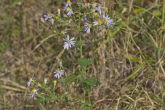 Wavyleaf Aster, Symphyotrichum undulatum