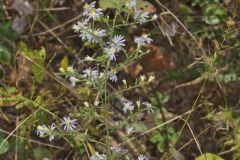 Wavyleaf Aster, Symphyotrichum undulatum