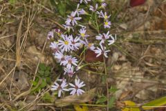 Wavyleaf Aster, Symphyotrichum undulatum
