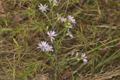 Wavyleaf Aster, Symphyotrichum undulatum