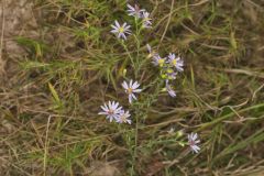 Wavyleaf Aster, Symphyotrichum undulatum