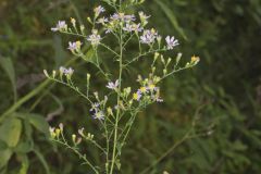 Wavyleaf Aster, Symphyotrichum undulatum