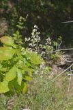 Waxyleaf Meadowrue, Thalictrum revolutum