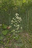 Waxyleaf Meadowrue, Thalictrum revolutum