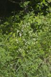 Waxyleaf Meadowrue, Thalictrum revolutum