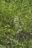 Waxyleaf Meadowrue, Thalictrum revolutum