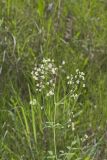 Waxyleaf Meadowrue, Thalictrum revolutum