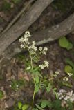 Waxyleaf Meadowrue, Thalictrum revolutum