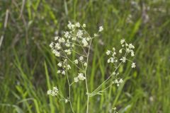Waxyleaf Meadowrue, Thalictrum revolutum