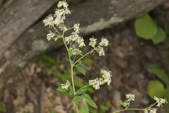 Waxyleaf Meadowrue, Thalictrum revolutum