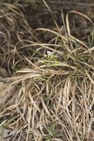 Wedgeleaf Draba, Draba cuneifolia