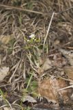 Wedgeleaf Draba, Draba cuneifolia