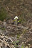 Wedgeleaf Draba, Draba cuneifolia