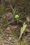 Wedgeleaf Draba, Draba cuneifolia
