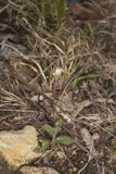 Wedgeleaf Draba, Draba cuneifolia