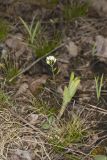 Wedgeleaf Draba, Draba cuneifolia