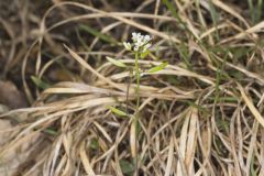 Wedgeleaf Draba, Draba cuneifolia