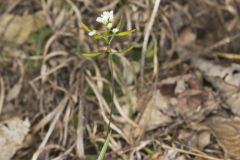Wedgeleaf Draba, Draba cuneifolia