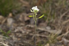Wedgeleaf Draba, Draba cuneifolia