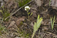 Wedgeleaf Draba, Draba cuneifolia