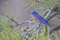 Western Bluebird, Sialia mexicana