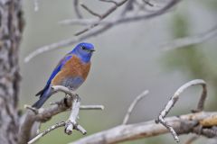 Western Bluebird, Sialia mexicana