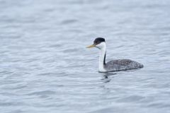 Western Grebe, Aechmophorus occidentalis
