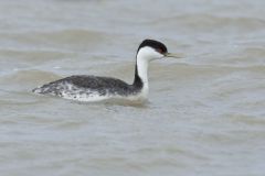 Western Grebe, Aechmophorus occidentalis