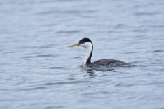 Western Grebe, Aechmophorus occidentalis