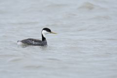 Western Grebe, Aechmophorus occidentalis