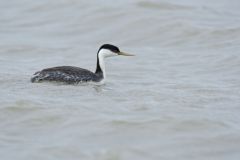 Western Grebe, Aechmophorus occidentalis