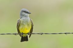 Western Kingbird, Tyrannus verticalis