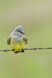 Western Kingbird, Tyrannus verticalis