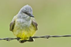 Western Kingbird, Tyrannus verticalis