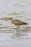 Whimbrel, Numenius phaeopus