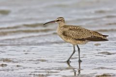 Whimbrel, Numenius phaeopus