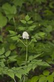 White Baneberry, Actaea pachypoda