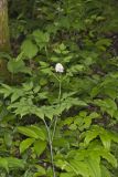 White Baneberry, Actaea pachypoda