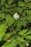 White Baneberry, Actaea pachypoda