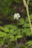 White Baneberry, Actaea pachypoda