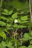 White Baneberry, Actaea pachypoda
